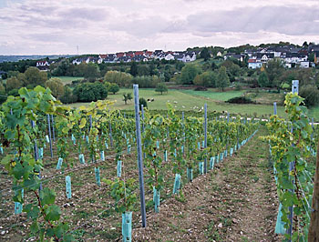 Weingut M.J.Mller