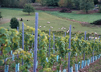 Weingut M.J.Mller