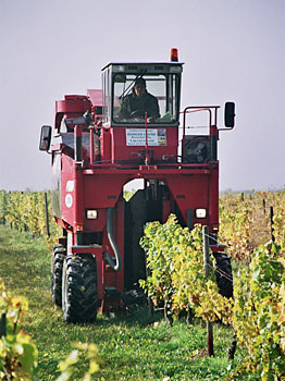 Weinlese 2009