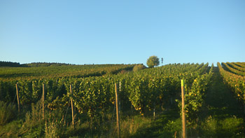 Weingut M.J. Mller