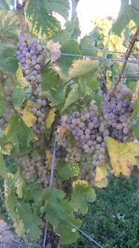 Weingut M.J. Mller