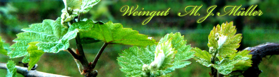 Weingut M.J. Mller in Eltville am Rhein