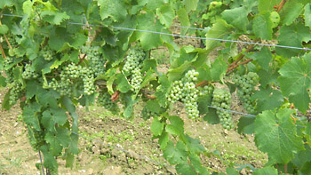 Weingut M.J. Mller
