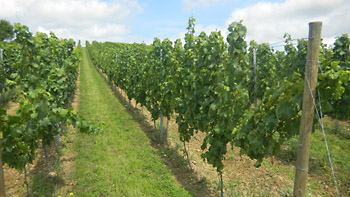 Weingut M.J. Mller