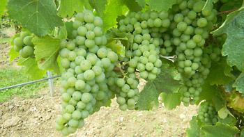 Weingut M.J. Mller