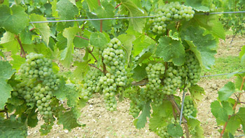 Weingut M.J. Mller