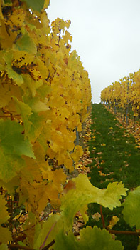 Weingut M.J. Mller Weinlese 2012