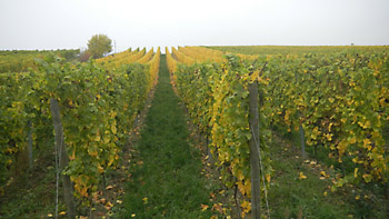 Weingut M.J. Mller Weinlese 2012