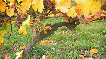 Weingut M.J. Mller Weinlese 2012