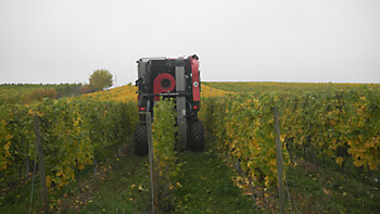 Weingut M.J. Mller Weinlese 2012