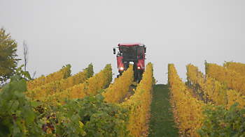 Weingut M.J. Mller Weinlese 2012