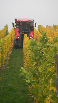 Weingut M.J. Mller Weinlese 2012