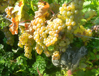Weinlese 2011 Weingut M.J. Mller