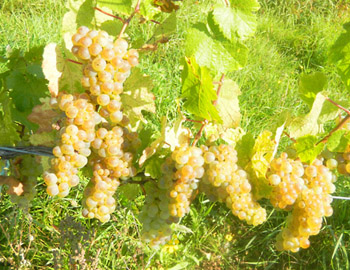 Weinlese 2011 Weingut M.J. Mller
