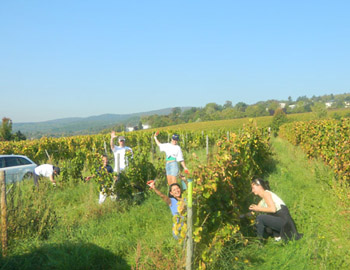 Weinlese 2011 Weingut M.J. Mller