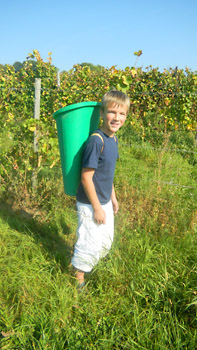 Weinlese 2011 Weingut M.J. Mller