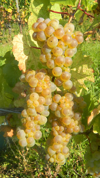Weinlese 2011 Weingut M.J. Mller