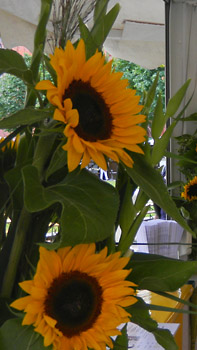 Weinfest in Wiesbaden 2012