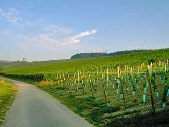 Weingut M.J.Mller