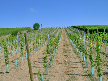 Weingut M.J.Mller