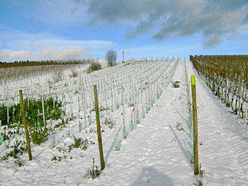 Babies im Schnee