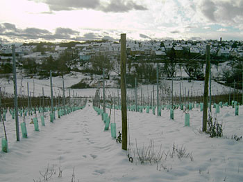 Babies im Schnee