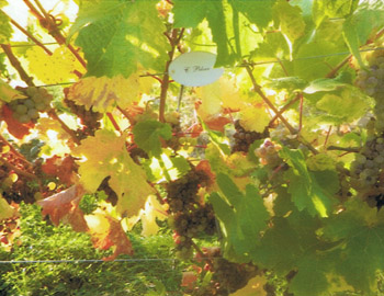 Weingut M.J. Mller