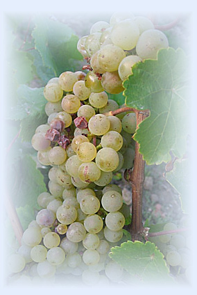 Weingut M.J.Mller