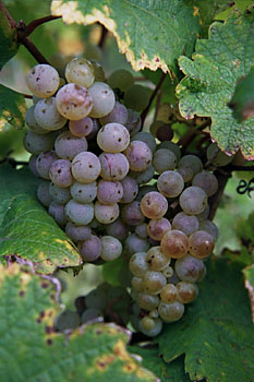 Weingut M.J.M�ller