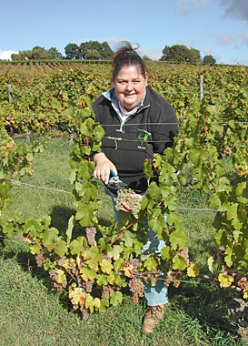 Weinlese 2009