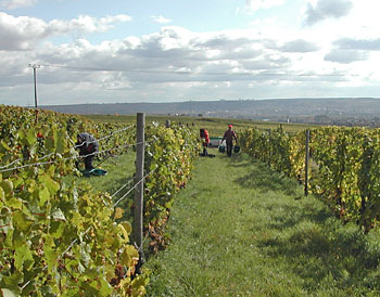 Weinlese 2009