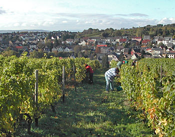 Weinlese 2009