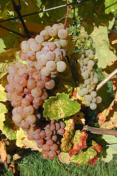Weingut M.J.M�ller